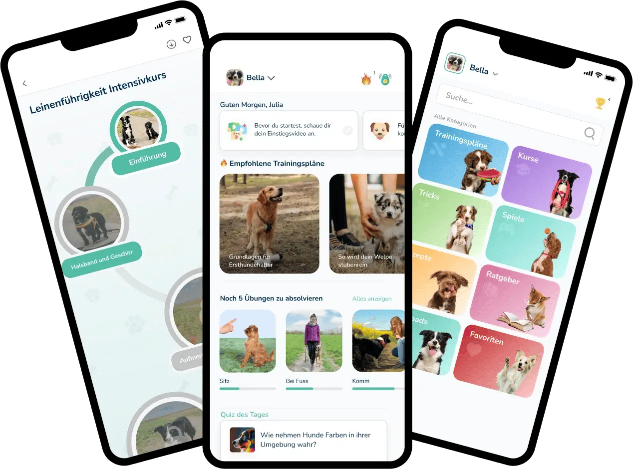 Flutter App Entwicklung